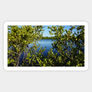 Looking through the mangroves at Robinson Preserve Sticker